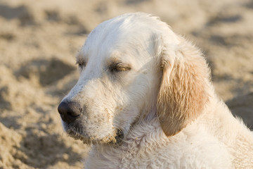 Portrait of a sleeping on the beach