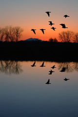 Evening Geese