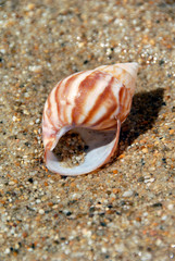 Sand and Sea Shell