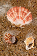 Sand and Sea Shells