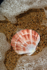 Sand and Sea Shell