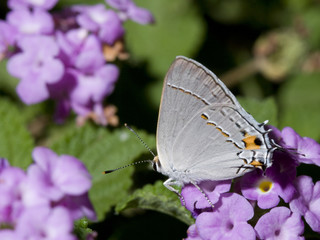 Fake Eye Garden Moth