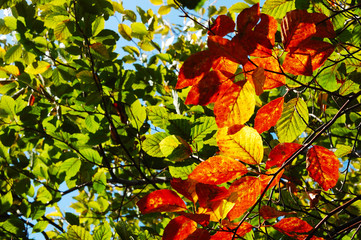 Beech leaves