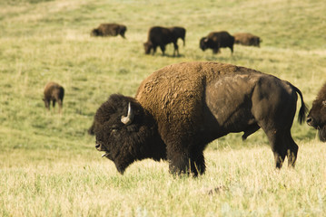 Buffalo Bull