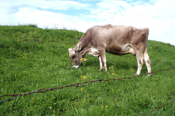 auf der Wiese