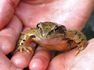 Obraz premium my own frog