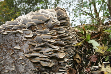 Bracket fungus