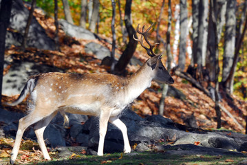 Fallow Deer (Dama dama)