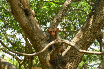 Monkey #1