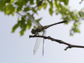 dragon-fly