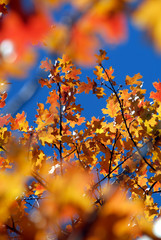 Red Oak Leaves