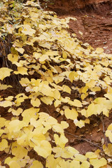 Fall season foliage on tree leaves