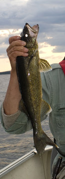 Walleye