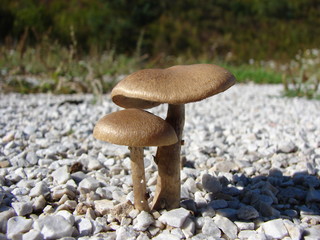 Mushroom from the rubble