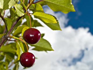 Ripe cherries in Northern Norway