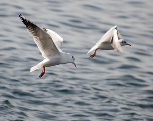 seagull