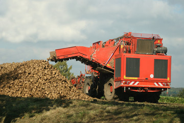 zuckerrünen ernte