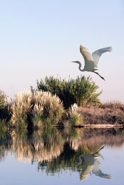 White Egret In Flight