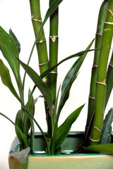 grüner Bambus in Vase