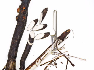 schwarzwurzeln gemüse