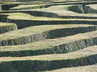 Hedge Maze