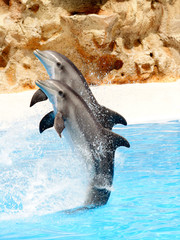 Dolphin Display 
