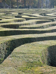 Hedge Maze