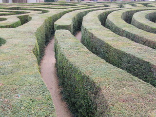Hedge Maze