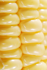 Corn closeup3