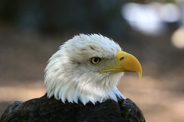 American Bald Eagle