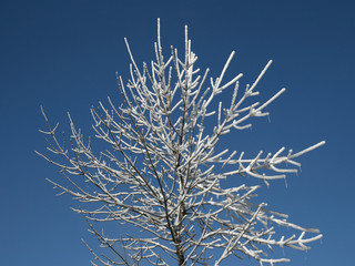 Fresh snow on a young tree