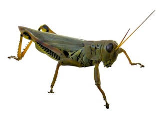 grillo
