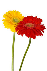 Two gerberas