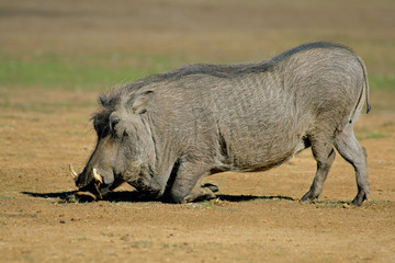 Male warthog (Phacochoerus africanus)