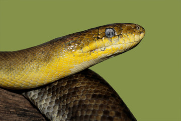 Russian ratsnake (Elaphe schrenckii)