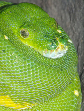 Green Tree Python