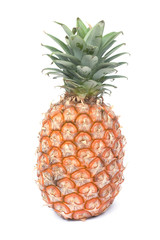 Pineapple  (Ananas sativus)