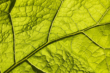 Fototapeta na wymiar zielony liść z makro użyłkowania