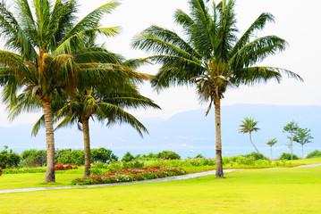 Fototapeta na wymiar Palm trees in Hainan