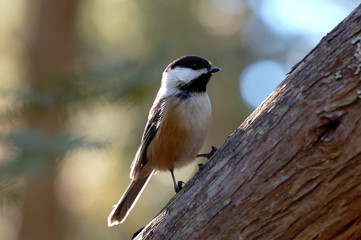 Fototapeta premium Black-capped Chickadee (Poecile atricapillus)