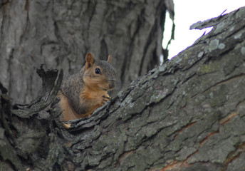 Naklejka na ściany i meble Squirrel in Crook of Tree