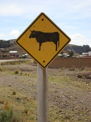 Attention taureau !
