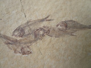 versteinerte Fische