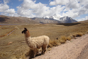 Campagne bolivienne. © Julien Leblay