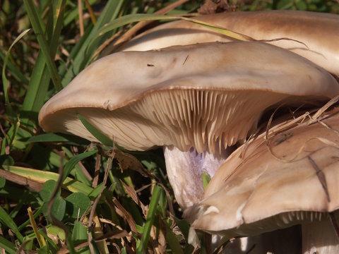 Herbst im Wald  - Lepista saeva