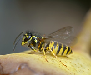 wasp