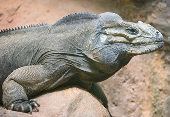 Iguana-rhinoceros 1
