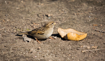 Sparrow with prey