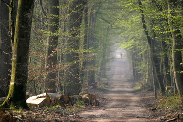 Chemin dans une forêt