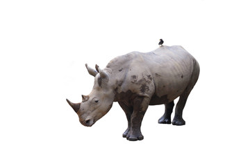 Two-horned black Rhino with bird